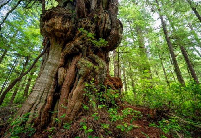 Cheewhat Giant - world largest trees