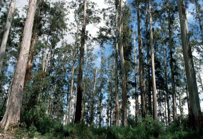 world largest trees